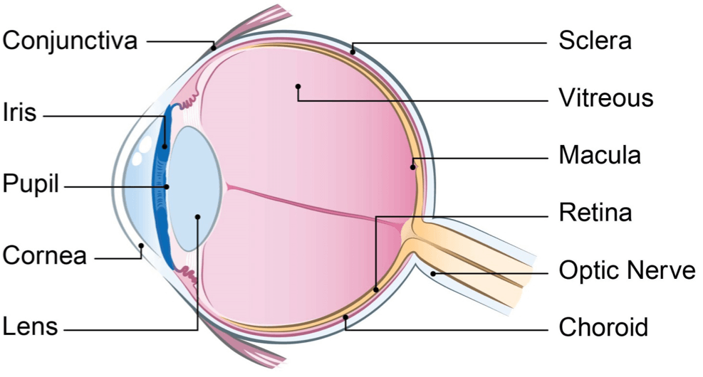 A detailed side view of the eye with main areas labelled.